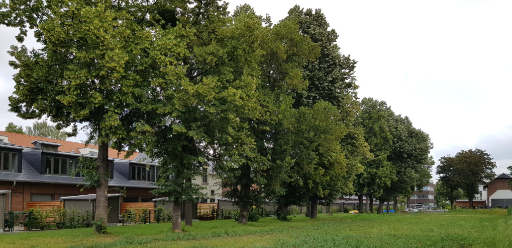 Reihenhausanlage Dresden Rückansicht